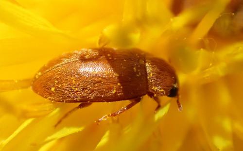 Byturus ochraceus